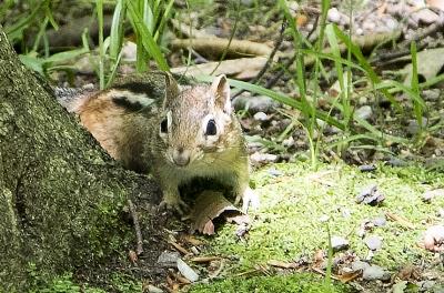 Chipmunk Vermont June 2017